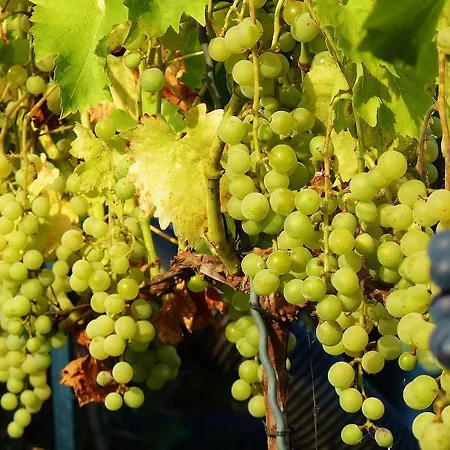 Apartament Quartier Rottewitz