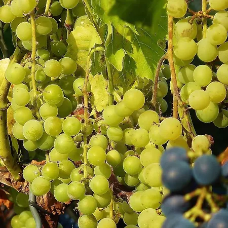 Quartier Rottewitz Apartament *