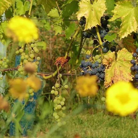 Daire Quartier Rottewitz