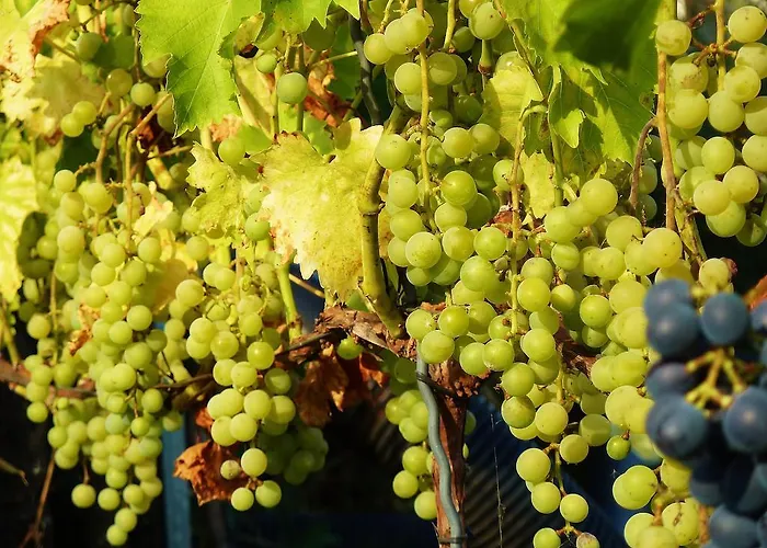 Apartment Quartier Rottewitz