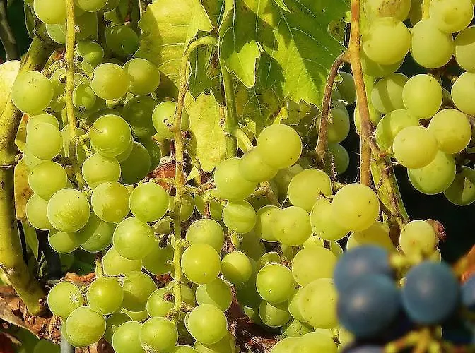 Quartier Rottewitz Apartment *