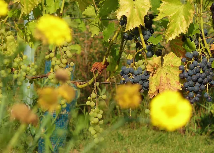 Apartment Quartier Rottewitz